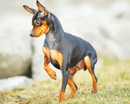 Miniature Pinscher Paint By Numbers
