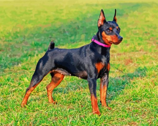 Miniature Pinscher Paint By Numbers