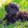 Black Schnoodle Puppy Paint By Numbers