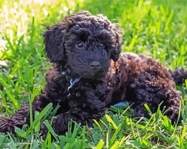 Black Schnoodle Puppy Paint By Numbers