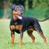 Aesthetic Minicher Pinscher Paint By Numbers