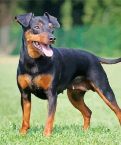 Aesthetic Minicher Pinscher Paint By Numbers