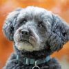 Schnoodle Dog Paint By Numbers