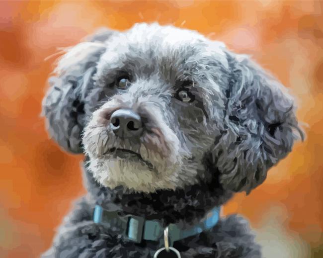 Schnoodle Dog Paint By Numbers