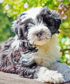 Black And White Tibetan Terrier Paint By Numbers