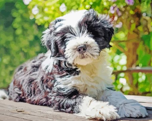 Black And White Tibetan Terrier Paint By Numbers