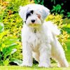 White Tibetan Terrier Paint By Numbers