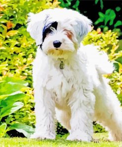 White Tibetan Terrier Paint By Numbers
