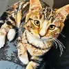 pbn Custom​ Pets imag gal 2
